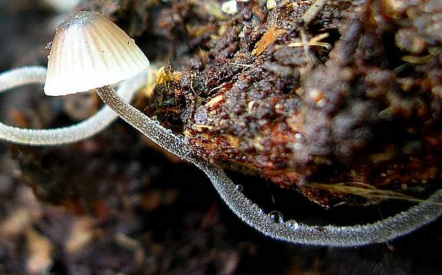 2005 :  Un anno di funghi